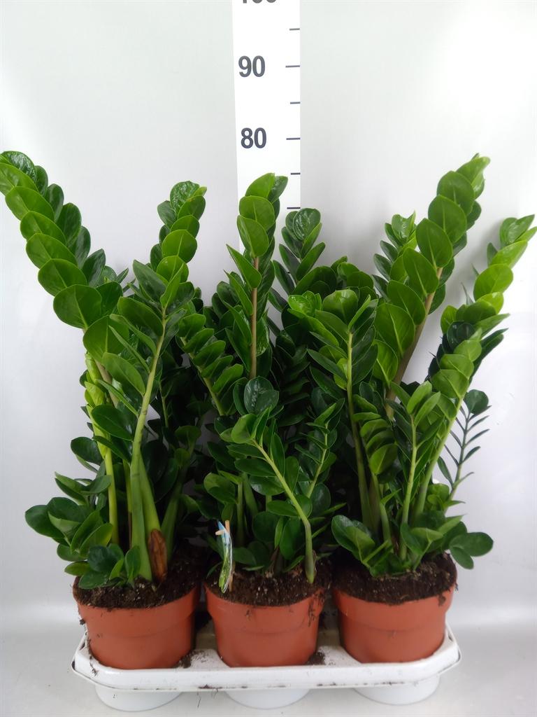 Горшечные цветы и растения оптом Zamioculcas Zamiifolia midori от 3шт из Голландии с доставкой по России