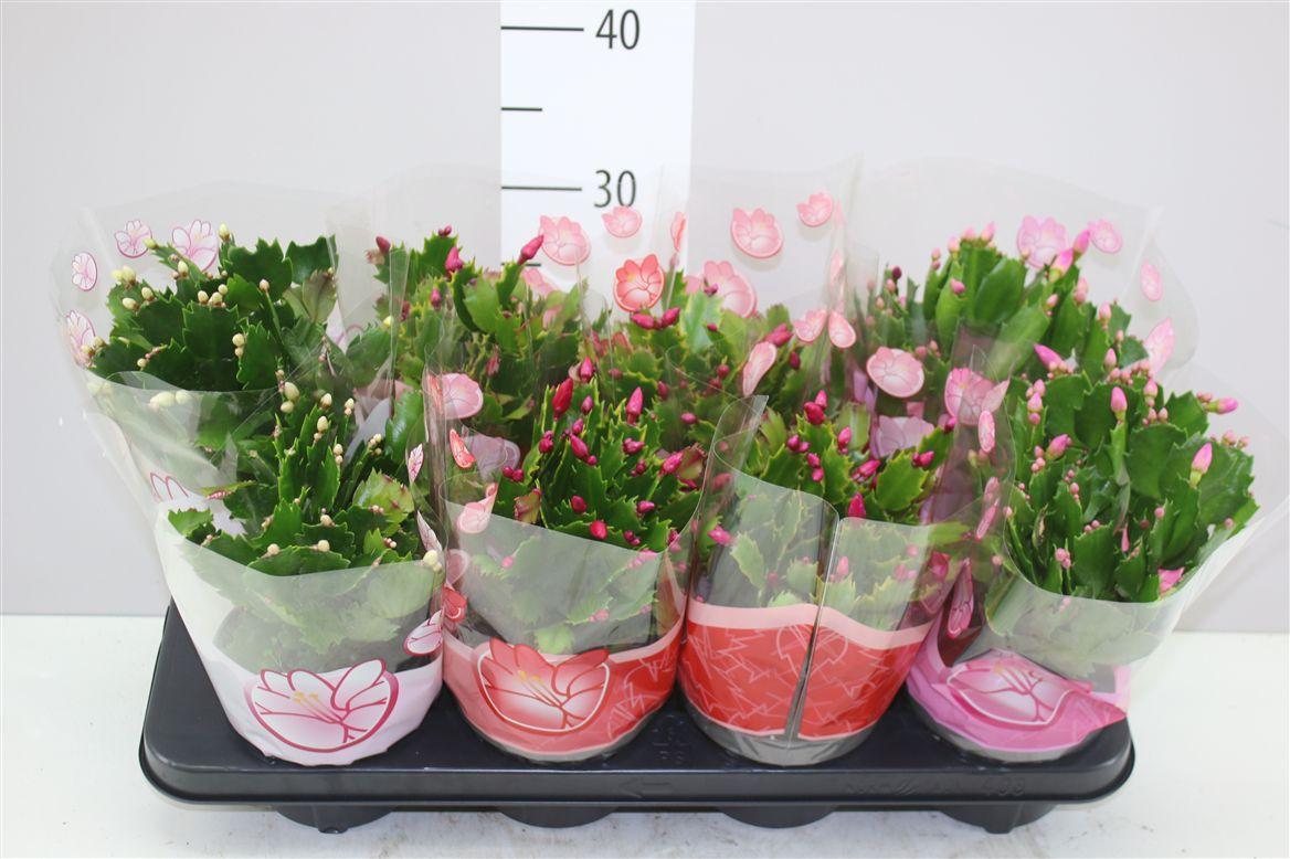 Горшечные цветы и растения оптом Schlumbergera Gemengd от 8шт из Голландии с доставкой по России