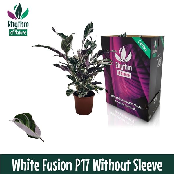 Горшечные цветы и растения оптом Calathea White Fusion Rhythm Of Nature Zonder от 6шт из Голландии с доставкой по России