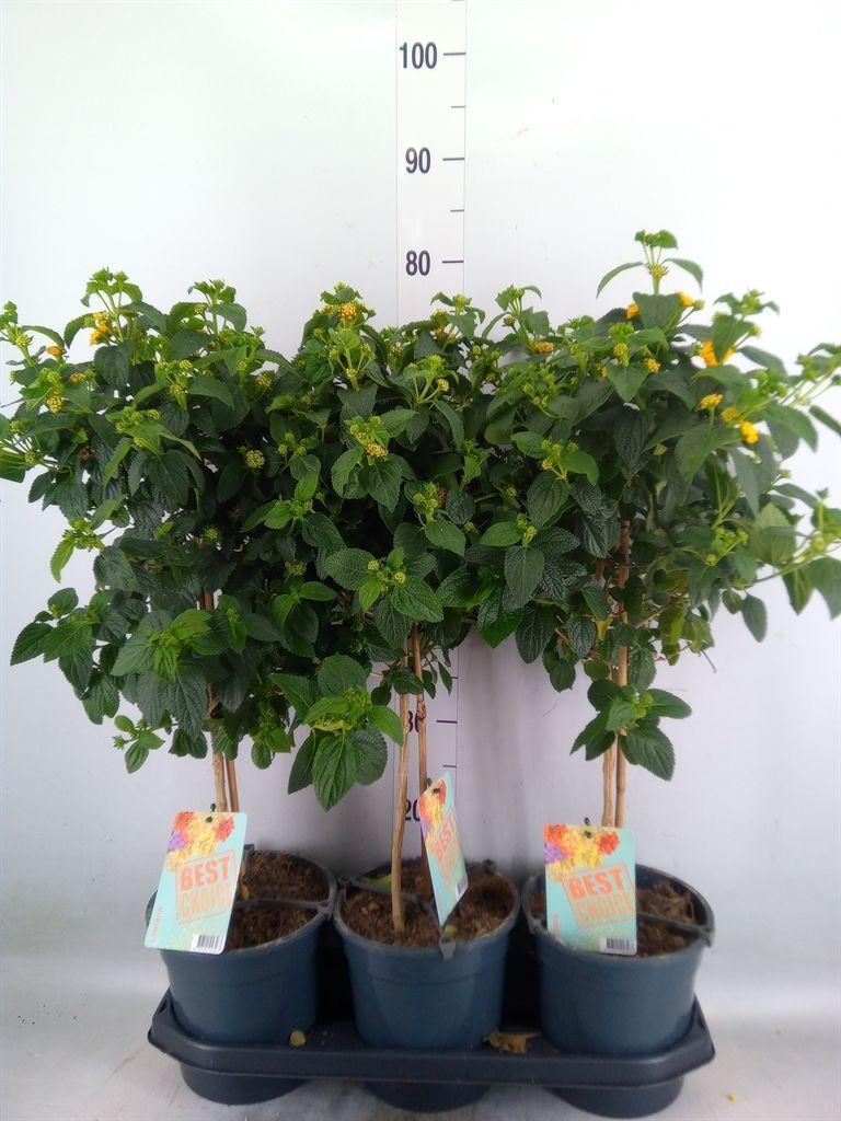Горшечные цветы и растения оптом Lantana Camara   ... от 3шт из Голландии с доставкой по России