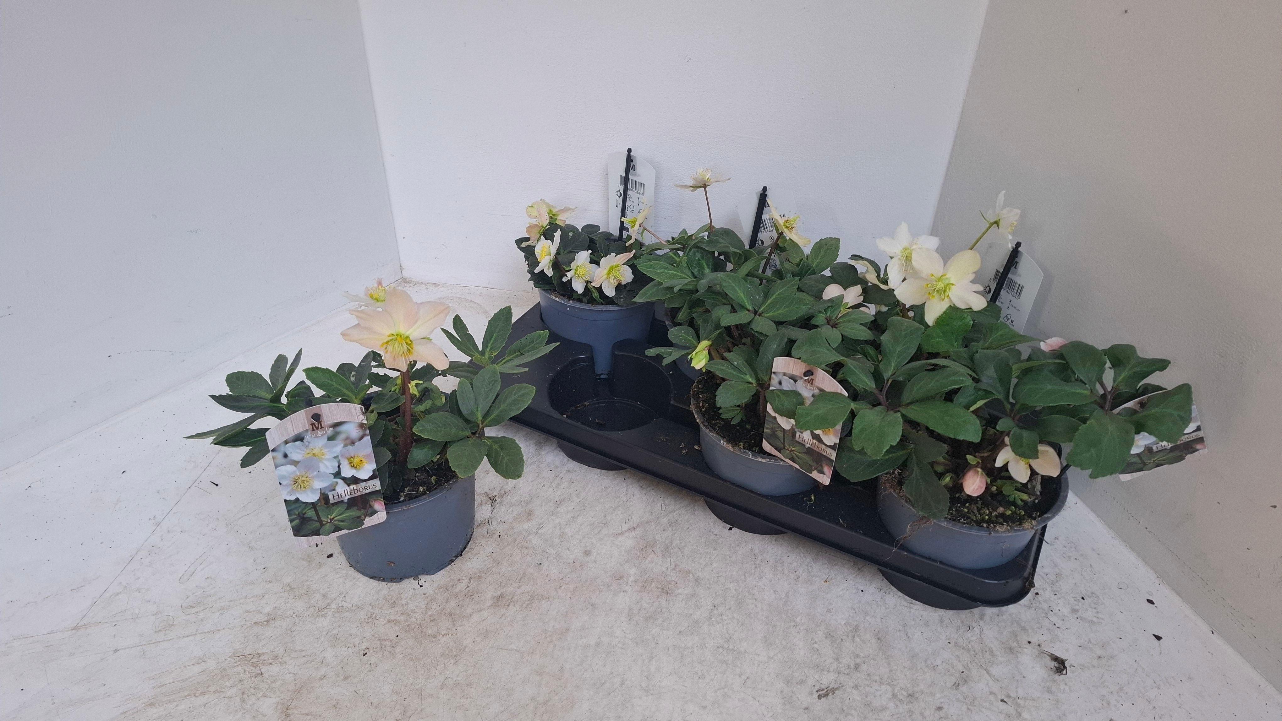 Горшечные цветы и растения оптом Hell Ni Chr Carol от 6шт из Голландии с доставкой по России