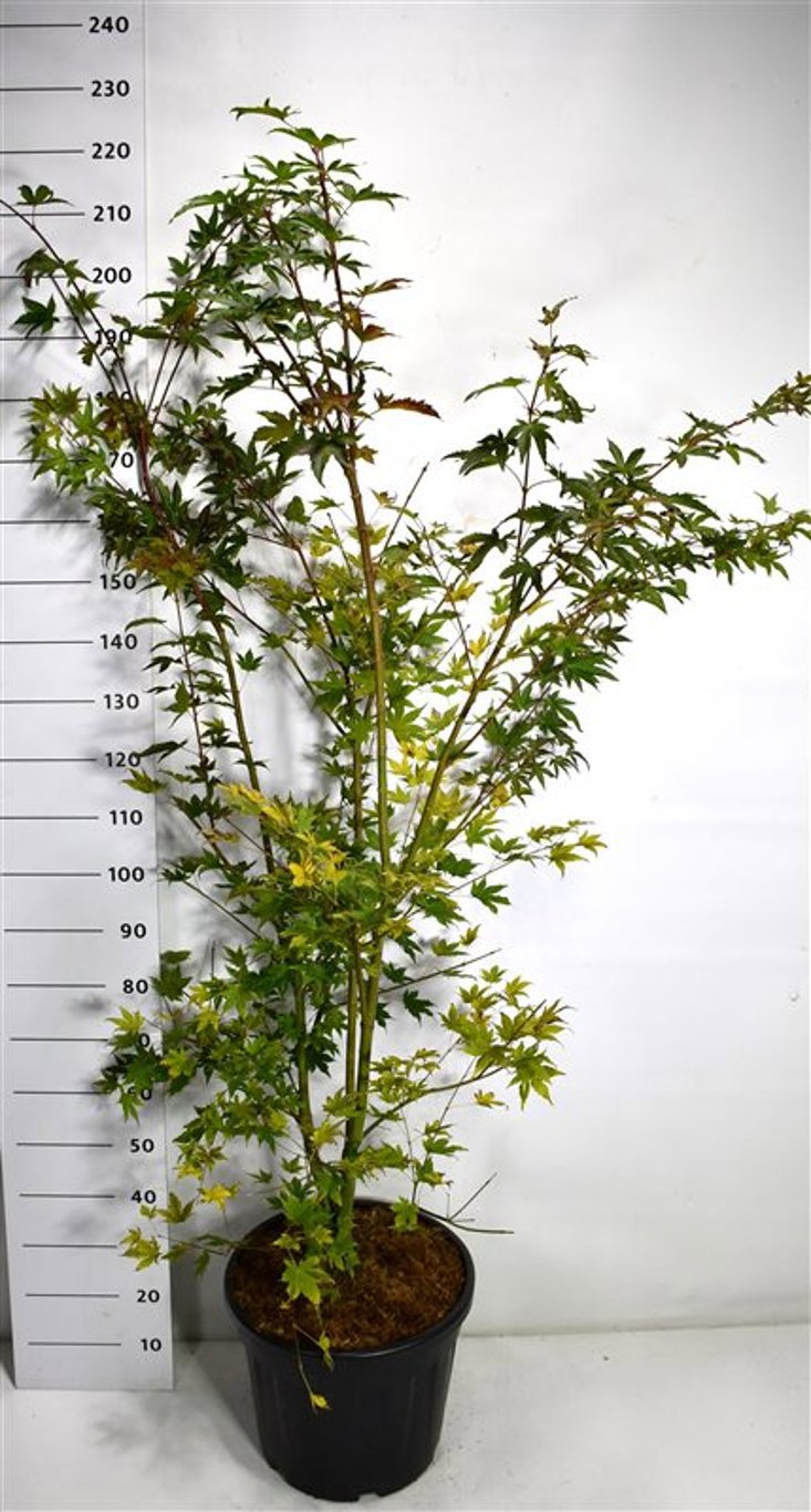 Горшечные цветы и растения оптом Acer Palm Brown Sugar от 1шт из Голландии с доставкой по России