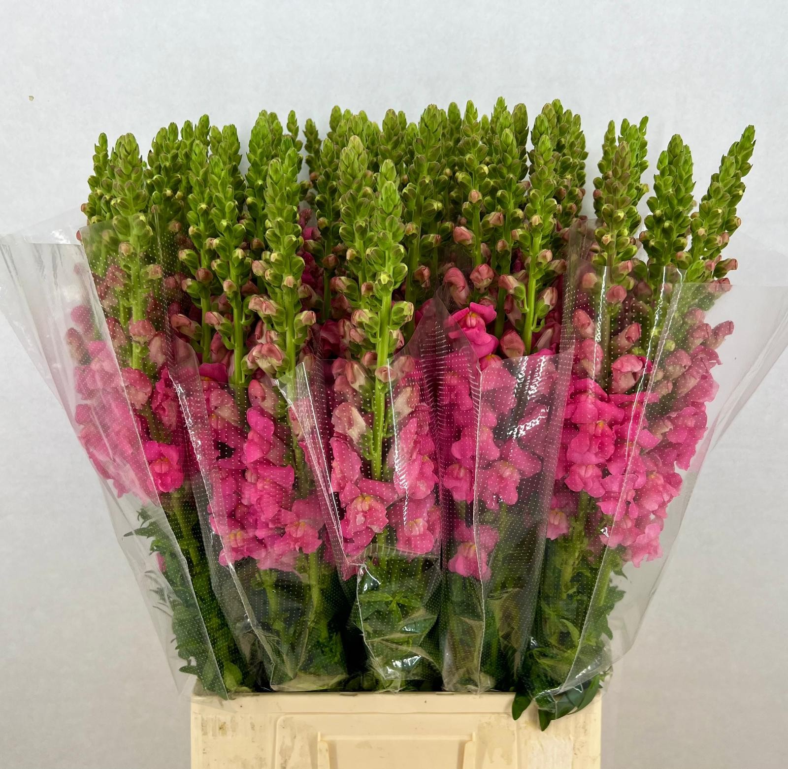 Срезанные цветы оптом Antirrhinum vinaccia от 50шт из Голландии с доставкой по России