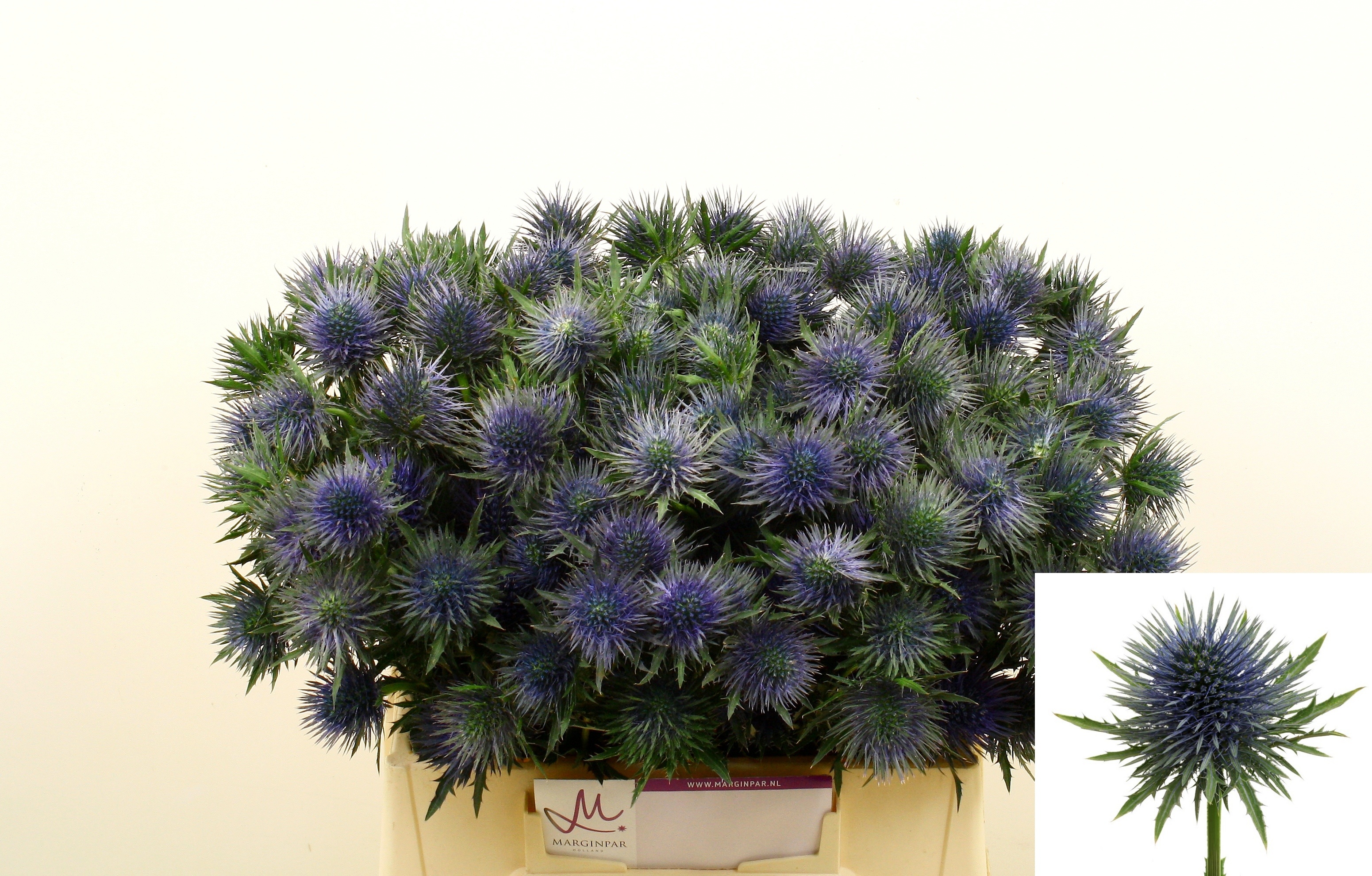 Срезанные цветы оптом Eryngium magnetar от 60шт. из Голландии с доставкой по России