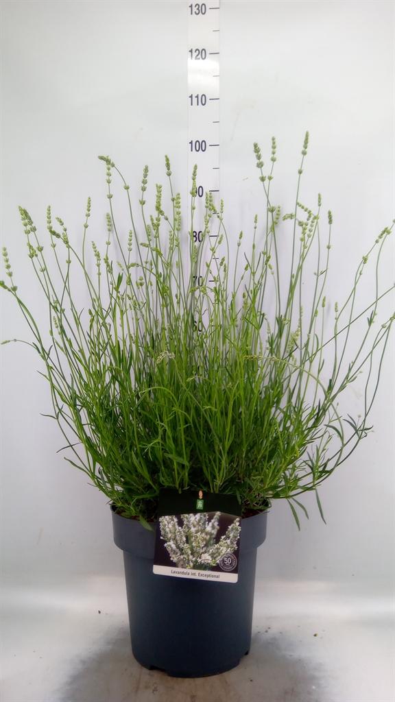 Горшечные цветы и растения оптом Lavandula Interm. от 1шт из Голландии с доставкой по России