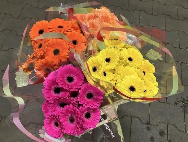Срезанные цветы оптом Germini 4 colour mix от 80шт из Голландии с доставкой по России