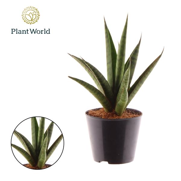 Горшечные цветы и растения оптом Sansevieria Trifciata Pineapple от 12шт (для телеги) из Голландии с доставкой по России