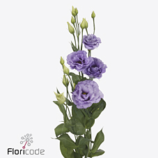 Срезанные цветы оптом Lisianthus do corelli lavender от 40шт из Голландии с доставкой по России