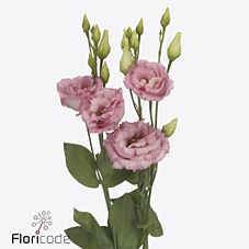 Срезанные цветы оптом Lisianthus do cotton candy от 140шт из Голландии с доставкой по России