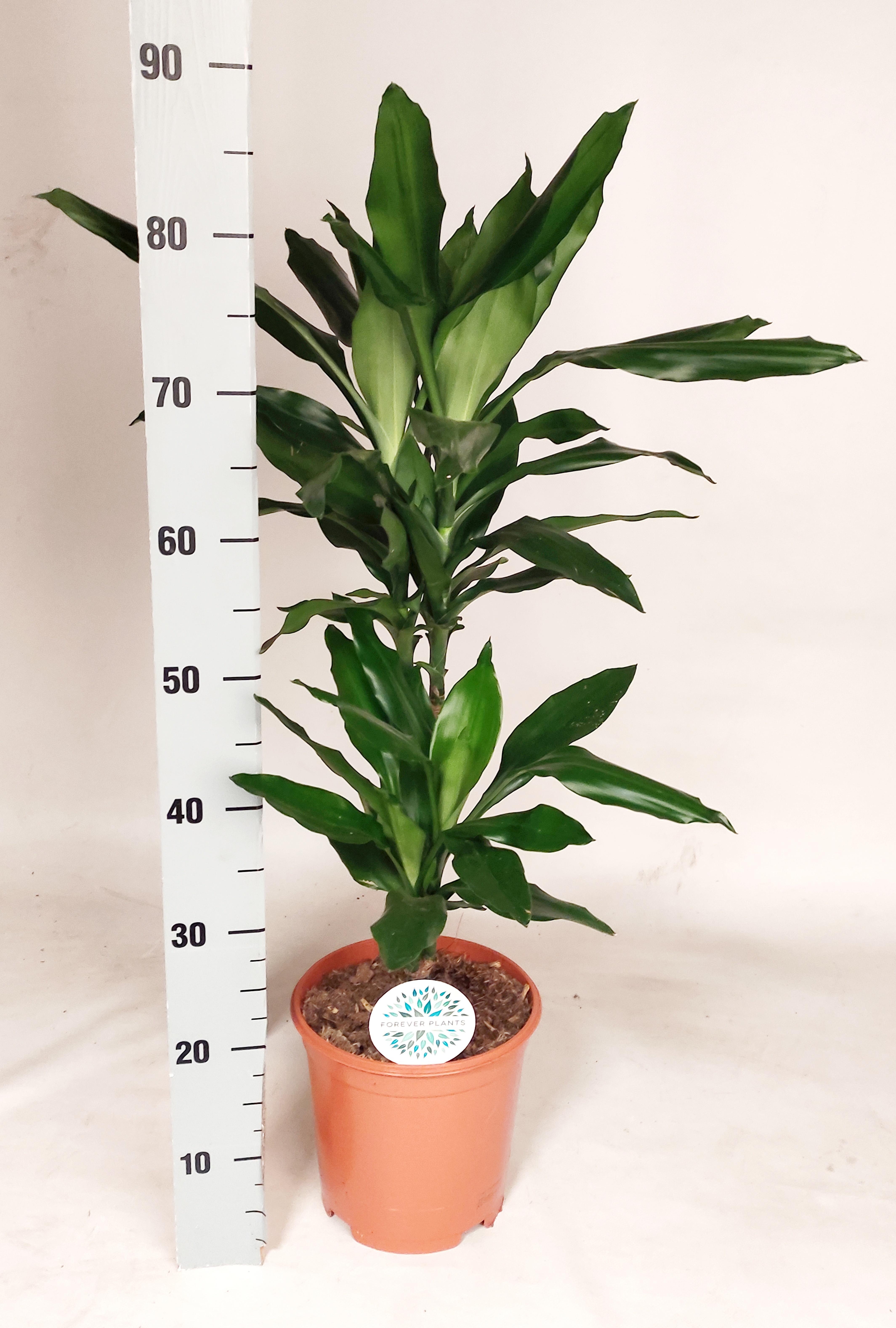 Горшечные цветы и растения оптом Dra De J Lind от 1шт из Голландии с доставкой по России