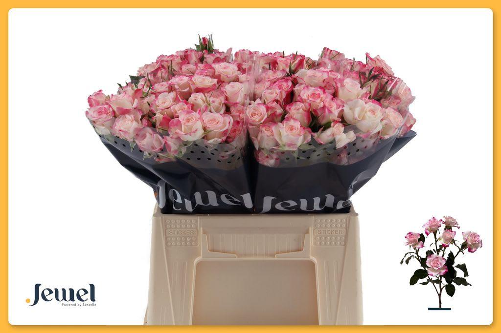 Срезанные цветы оптом Rosa spray reflex от 40шт из Голландии с доставкой по России
