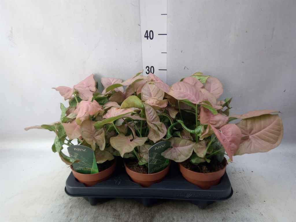 Горшечные цветы и растения оптом Syngonium Podop. от 6шт из Голландии с доставкой по России