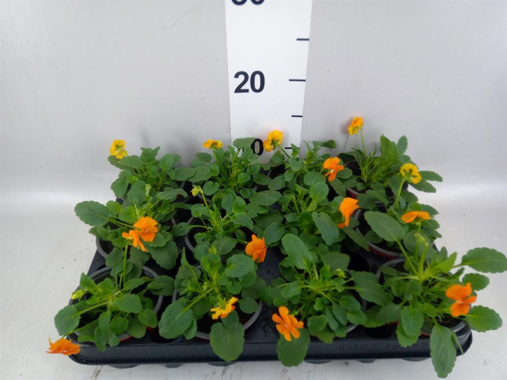 Горшечные цветы и растения оптом Viola Corn. evo Mini Deep Orange от 12шт (для телеги) из Голландии с доставкой по России