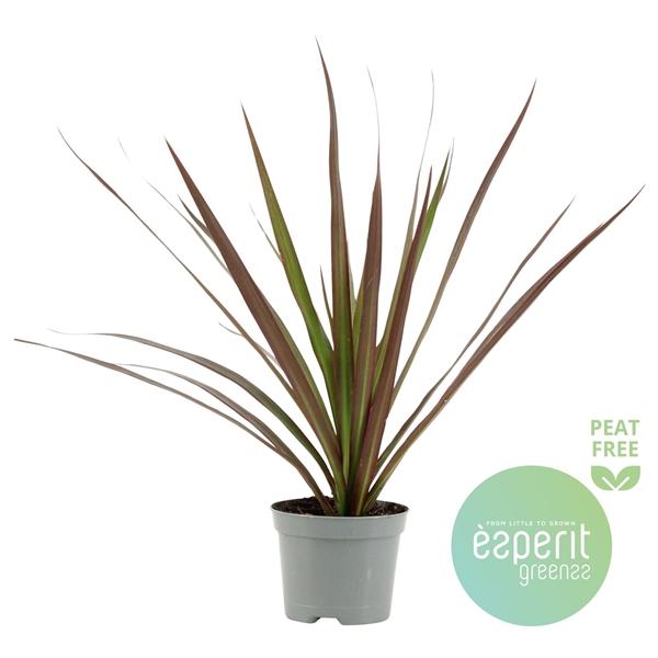 Горшечные цветы и растения оптом Drac Magenta Head от 21шт (для телеги) из Голландии с доставкой по России