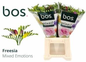 Срезанные цветы оптом Freesia si mix rainbow Bos от 100шт из Голландии с доставкой по России