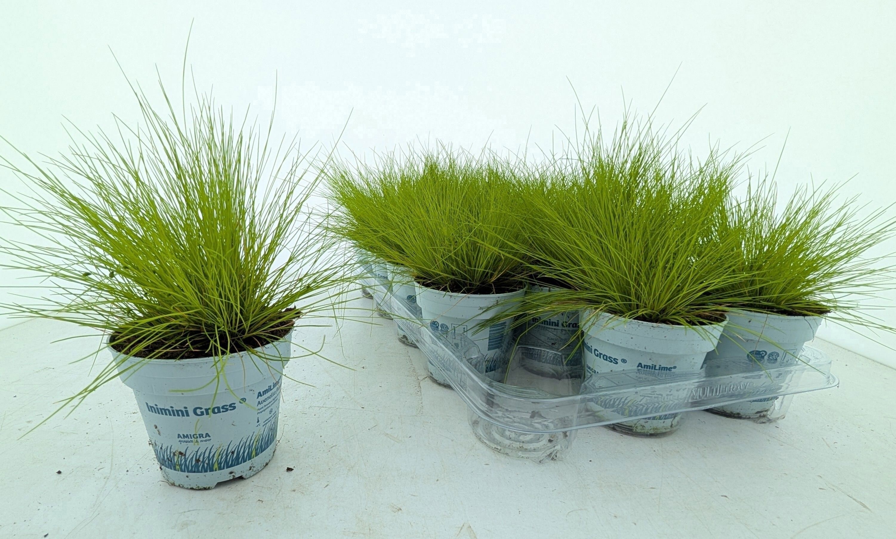 Горшечные цветы и растения оптом Desc Fl Amilime от 15шт из Голландии с доставкой по России