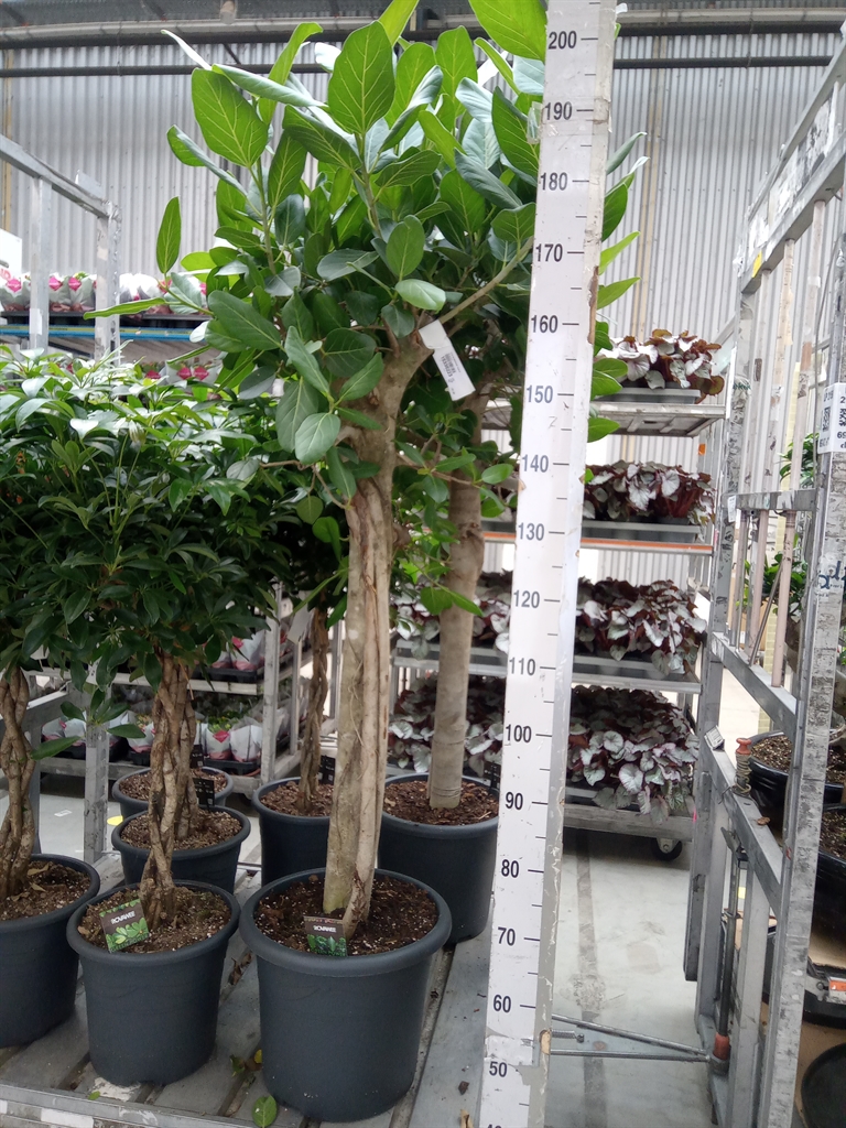 Горшечные цветы и растения оптом Ficus Beng Audrey Twisted Stem от 1шт из Голландии с доставкой по России