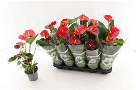 Горшечные цветы и растения оптом Anthu An Success Red 3-4+ от 10шт из Голландии с доставкой по России