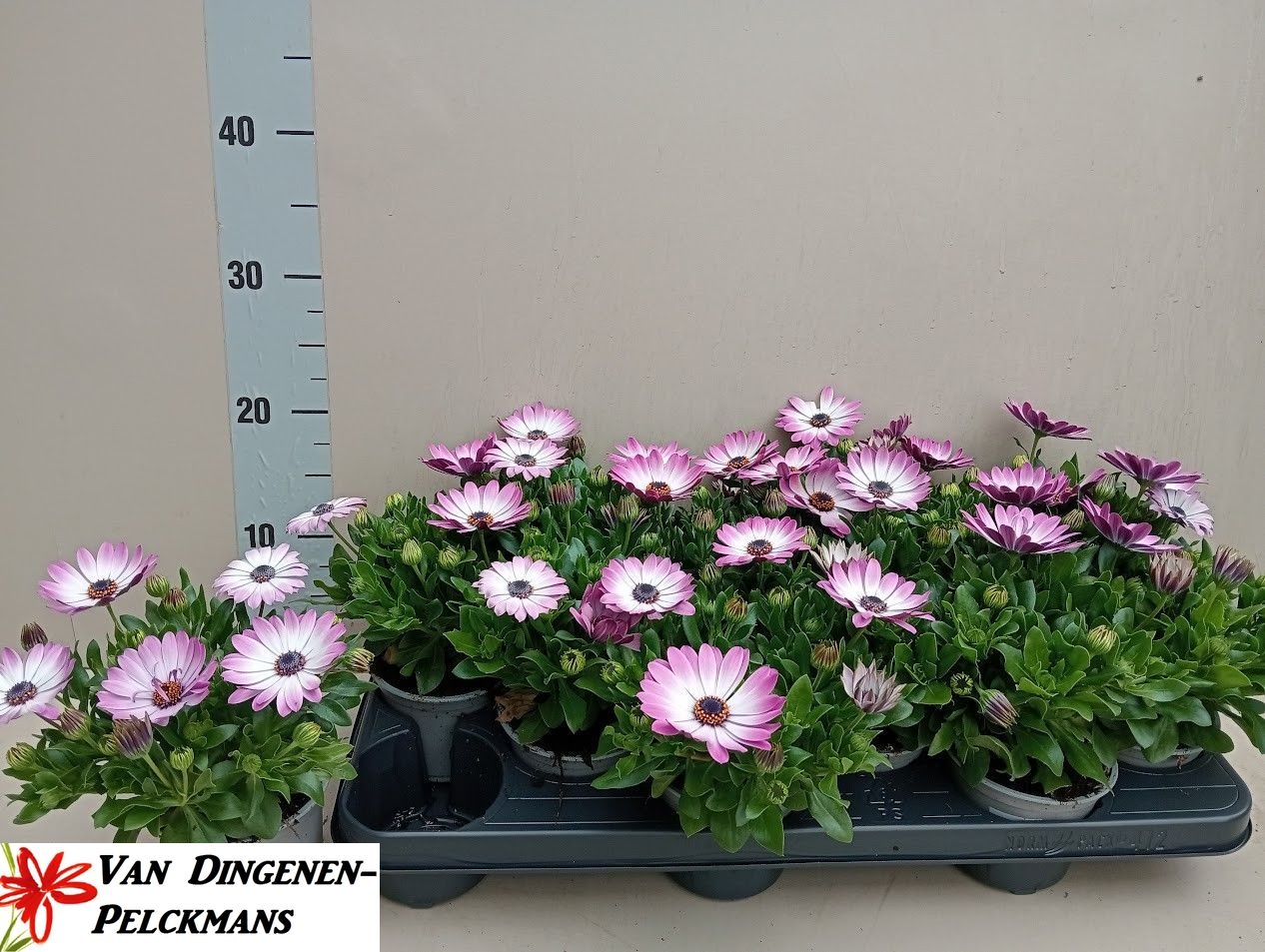 Горшечные цветы и растения оптом Osteo Pink Fantasy от 12шт из Голландии с доставкой по России