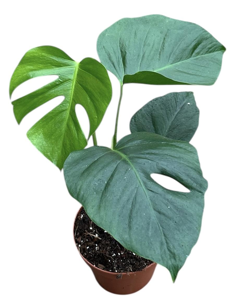 Горшечные цветы и растения оптом Monstera Sierrana от 1шт из Голландии с доставкой по России