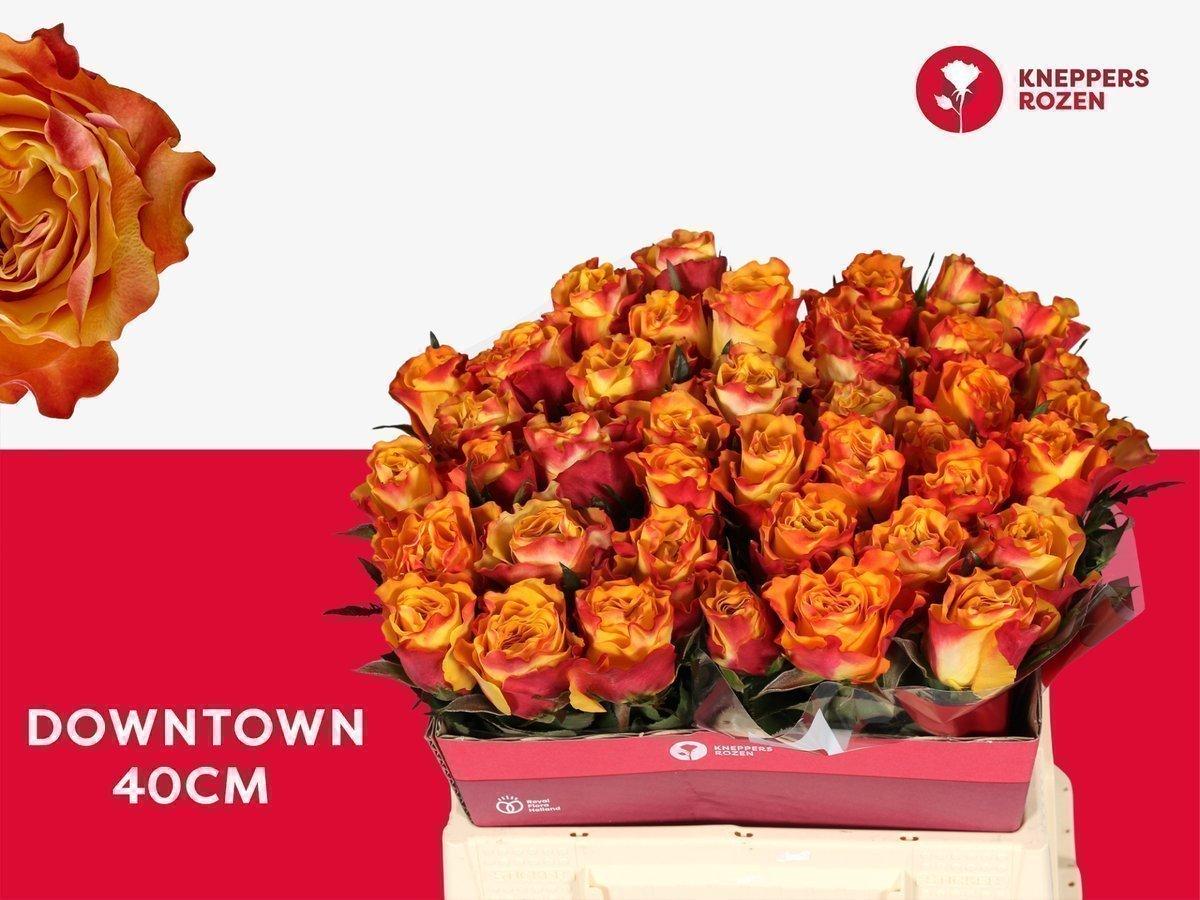 Срезанные цветы оптом Rosa large downtown от 40шт из Голландии с доставкой по России