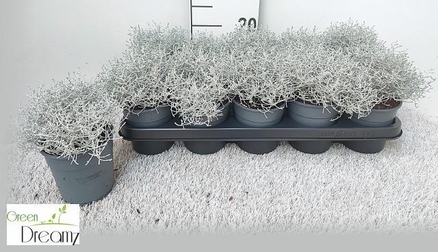 Горшечные цветы и растения оптом Leucoph Brownii от 10шт из Голландии с доставкой по России