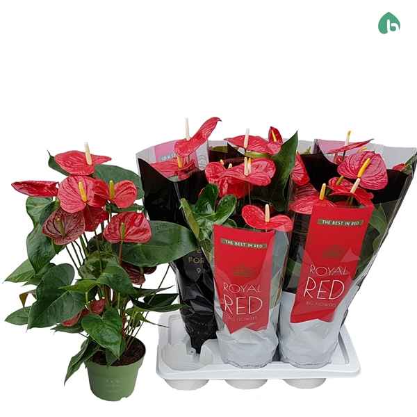 Горшечные цветы и растения оптом Anth An Royal Red Oklahoma 6+ от 6шт из Голландии с доставкой по России