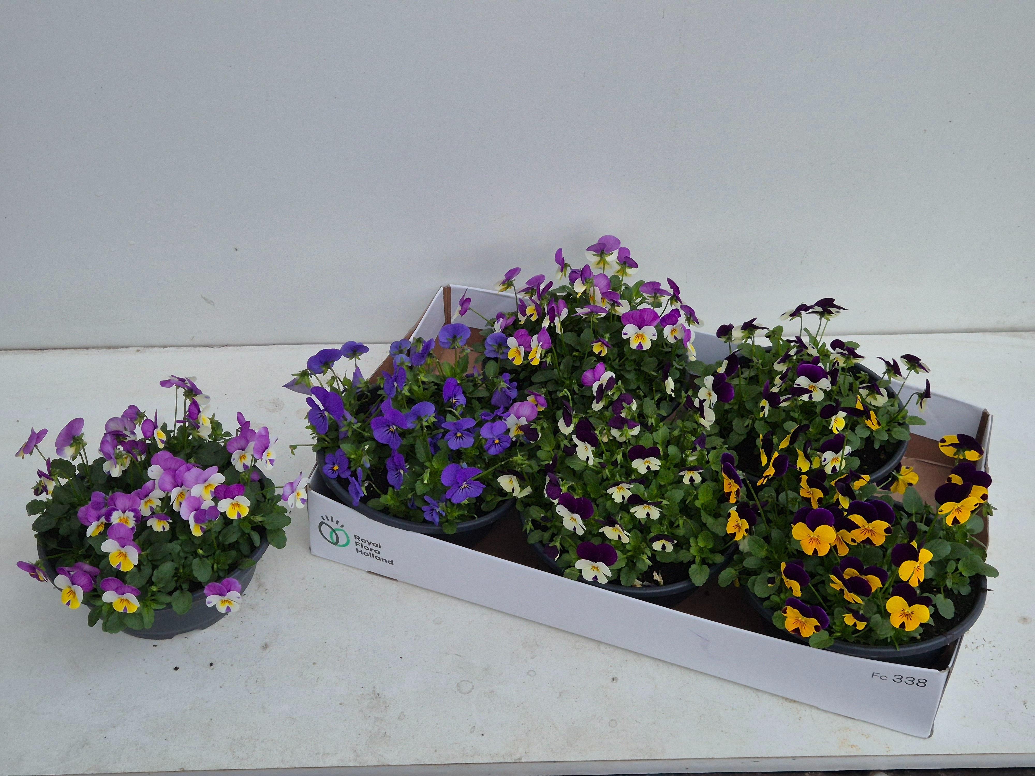 Горшечные цветы и растения оптом Vio Co Sorbet Gem от 5шт из Голландии с доставкой по России