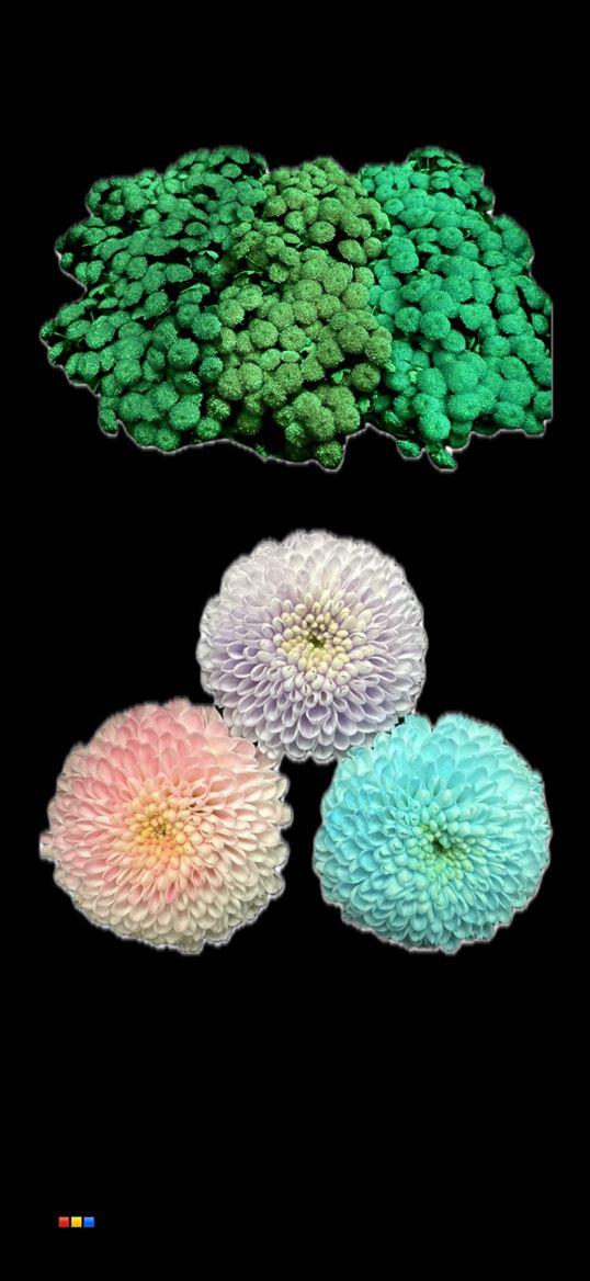 Срезанные цветы оптом Chrys sa paint mix glow in the dark от 75шт из Голландии с доставкой по России