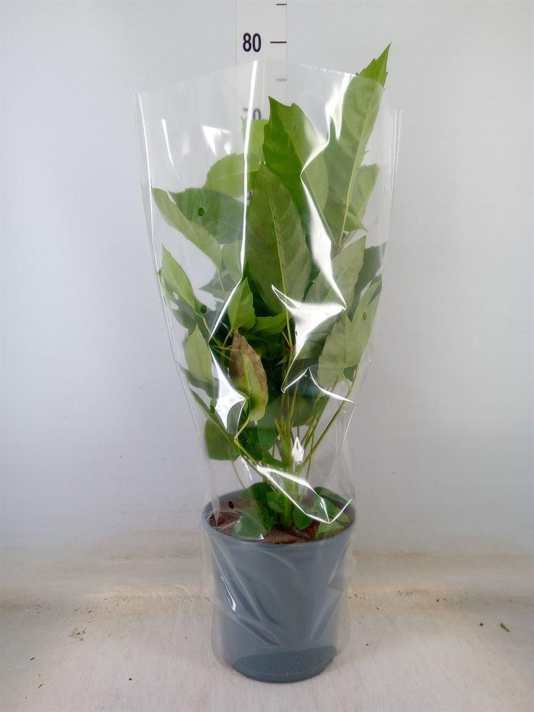 Горшечные цветы и растения оптом Schefflera Green Bush от 1шт из Голландии с доставкой по России