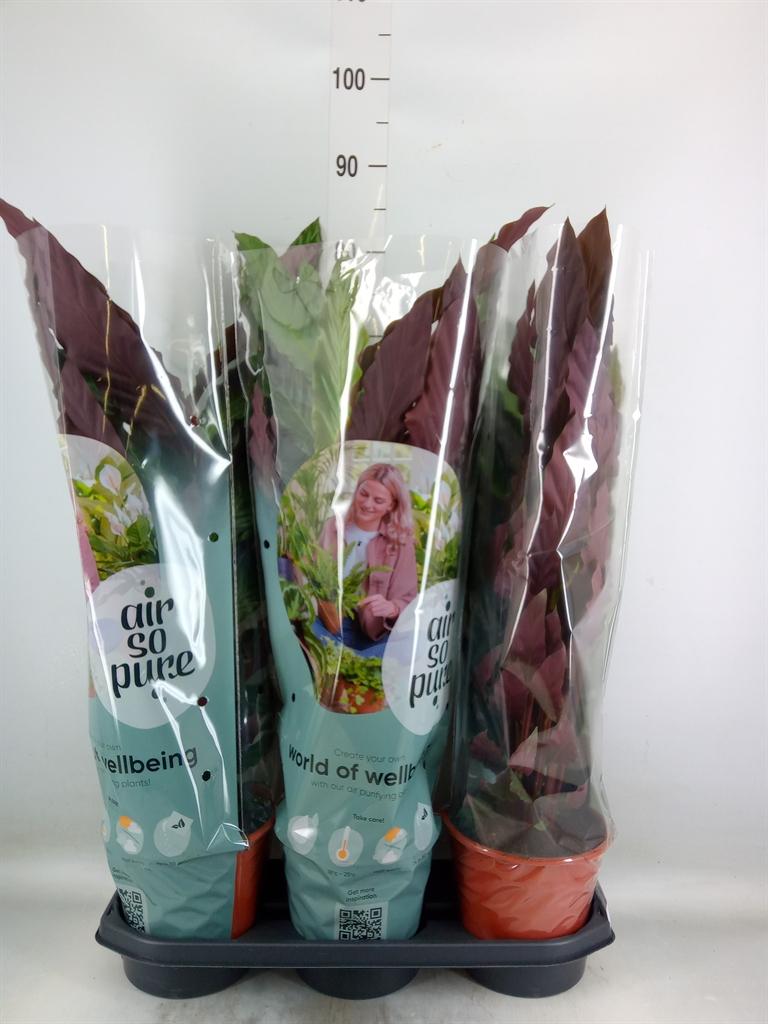 Горшечные цветы и растения оптом Calathea Rufibarba от 3шт из Голландии с доставкой по России