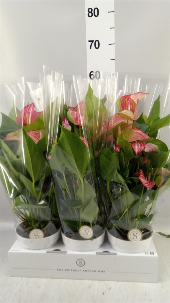 Горшечные цветы и растения оптом Anthurium Andr. livium Red от 6шт из Голландии с доставкой по России