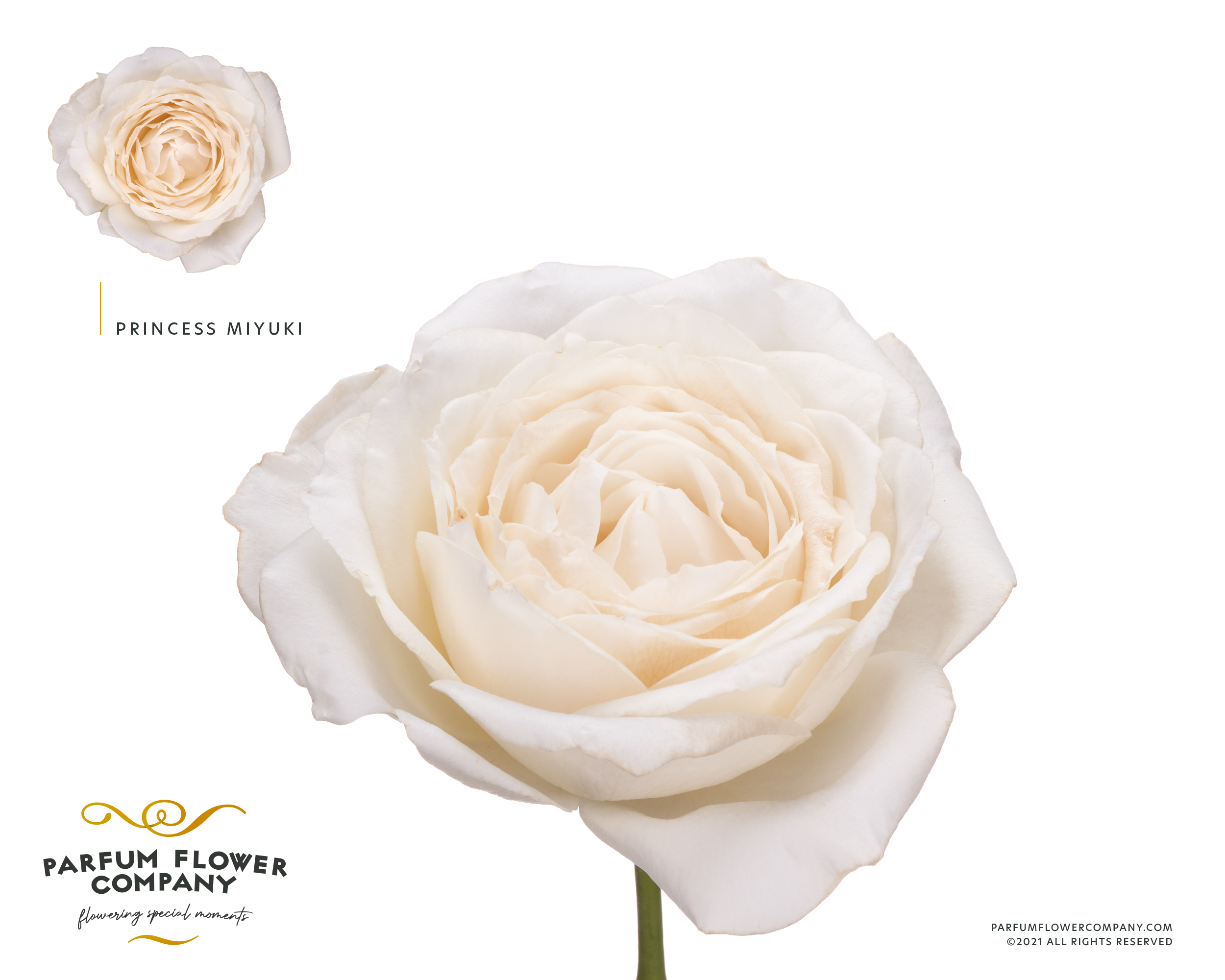 Срезанные цветы оптом Rosa garden princess miyuki от 24шт из Голландии с доставкой по России
