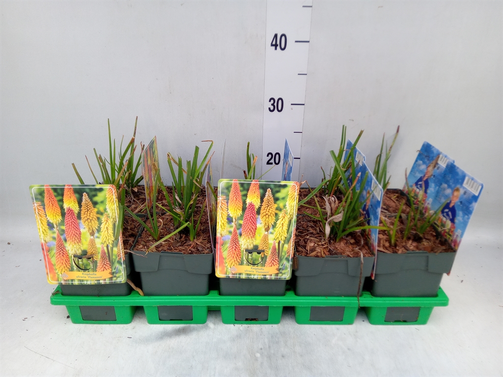 Горшечные цветы и растения оптом Kniphofia   ... от 10шт из Голландии с доставкой по России