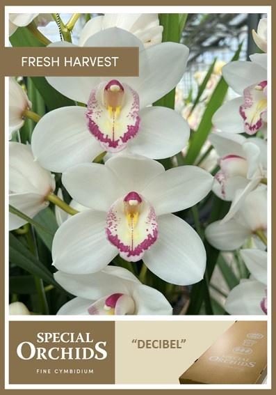 Срезанные цветы оптом Cymbidium decibel от 8шт из Голландии с доставкой по России
