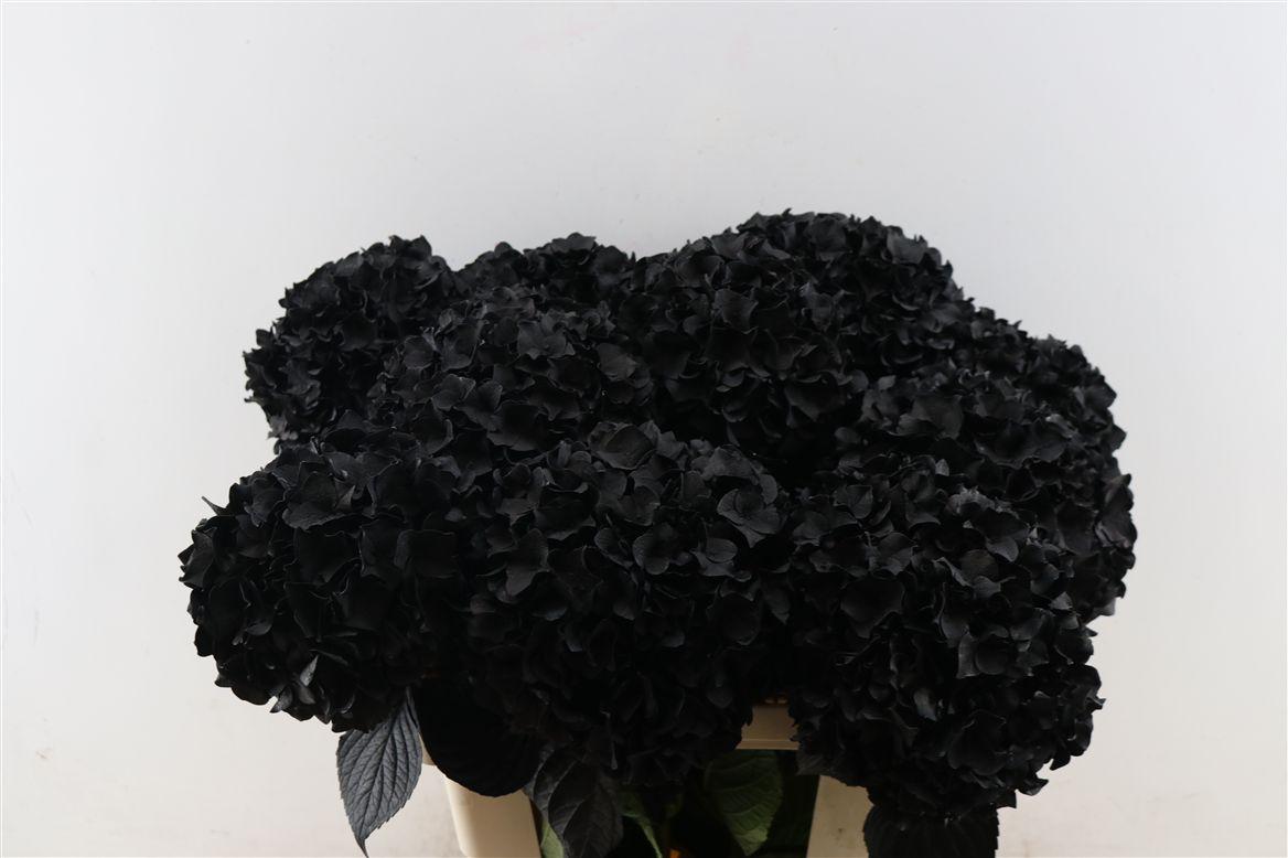 Срезанные цветы оптом Hydrangea paint black от 10шт из Голландии с доставкой по России