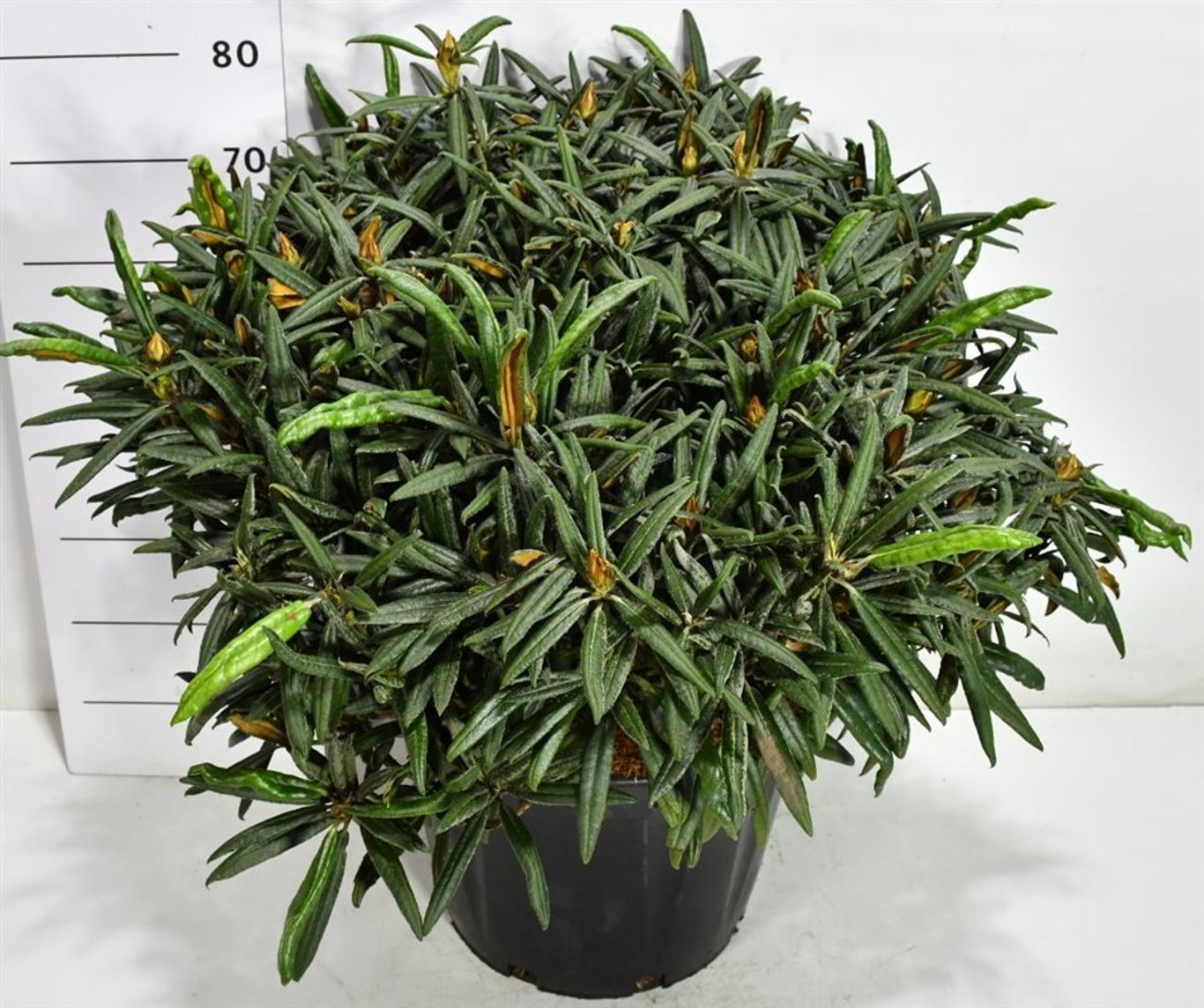 Горшечные цветы и растения оптом Rhododendron Makinoi Jens Jörgen Sörensen от 1шт из Голландии с доставкой по России