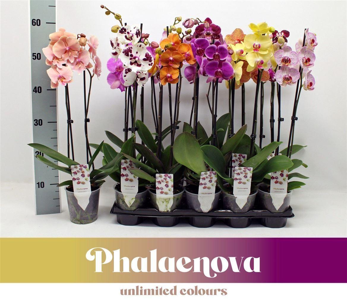 Горшечные цветы и растения оптом Phal 2st Mix 12+ (phalaenova) от 10шт из Голландии с доставкой по России