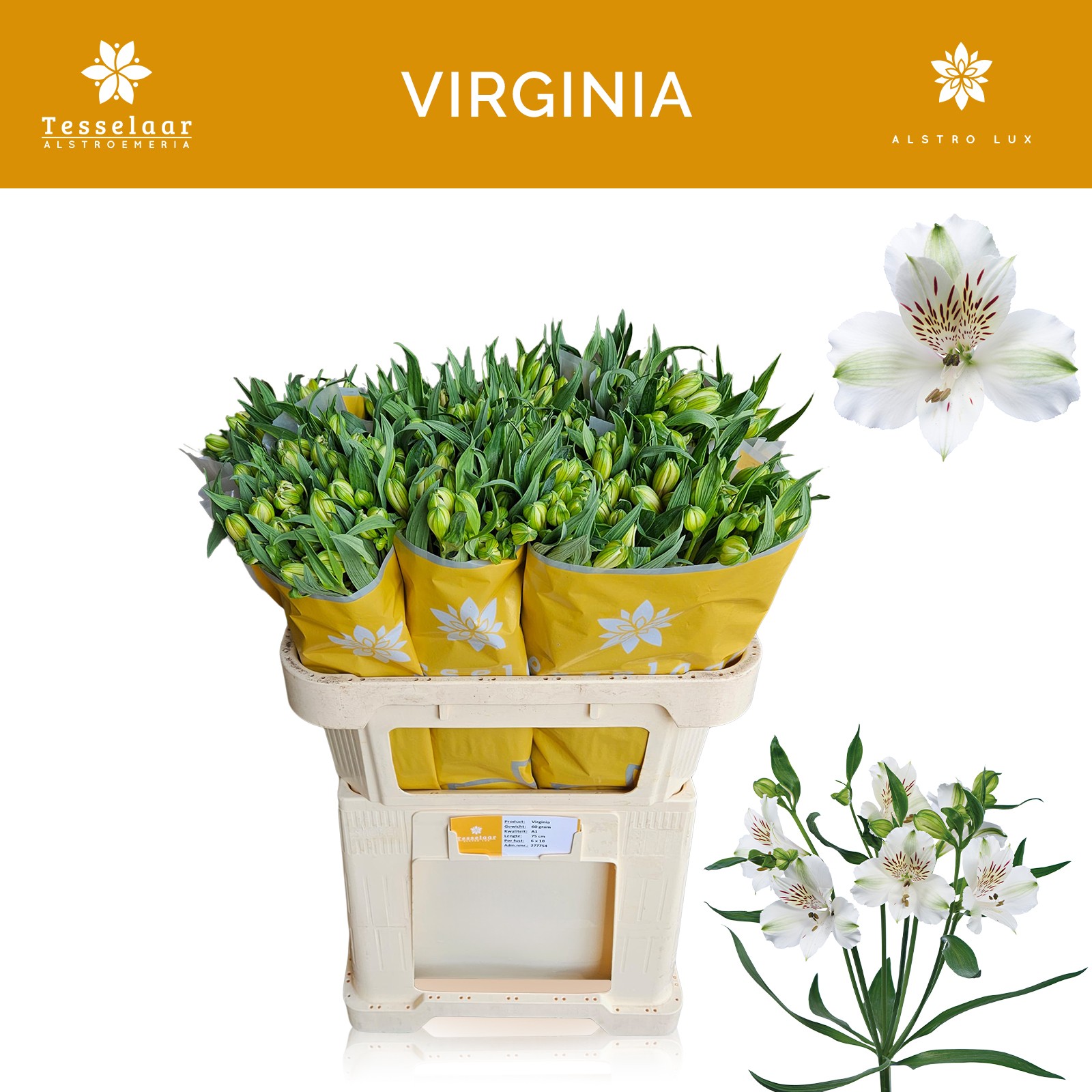 Срезанные цветы оптом Alstroemeria virginia от 50шт из Голландии с доставкой по России