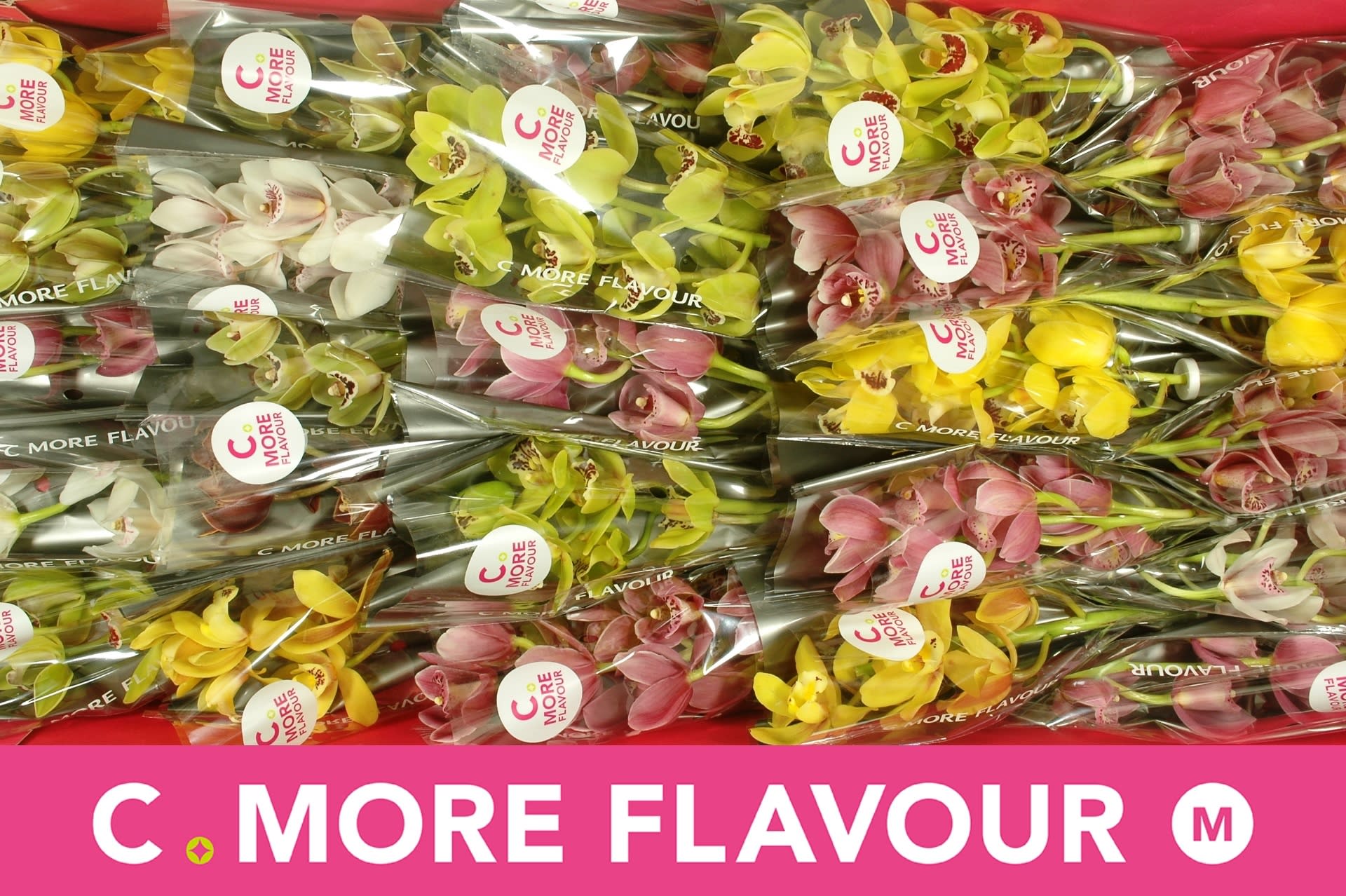 Срезанные цветы оптом Minicymbidium mix от 25шт из Голландии с доставкой по России