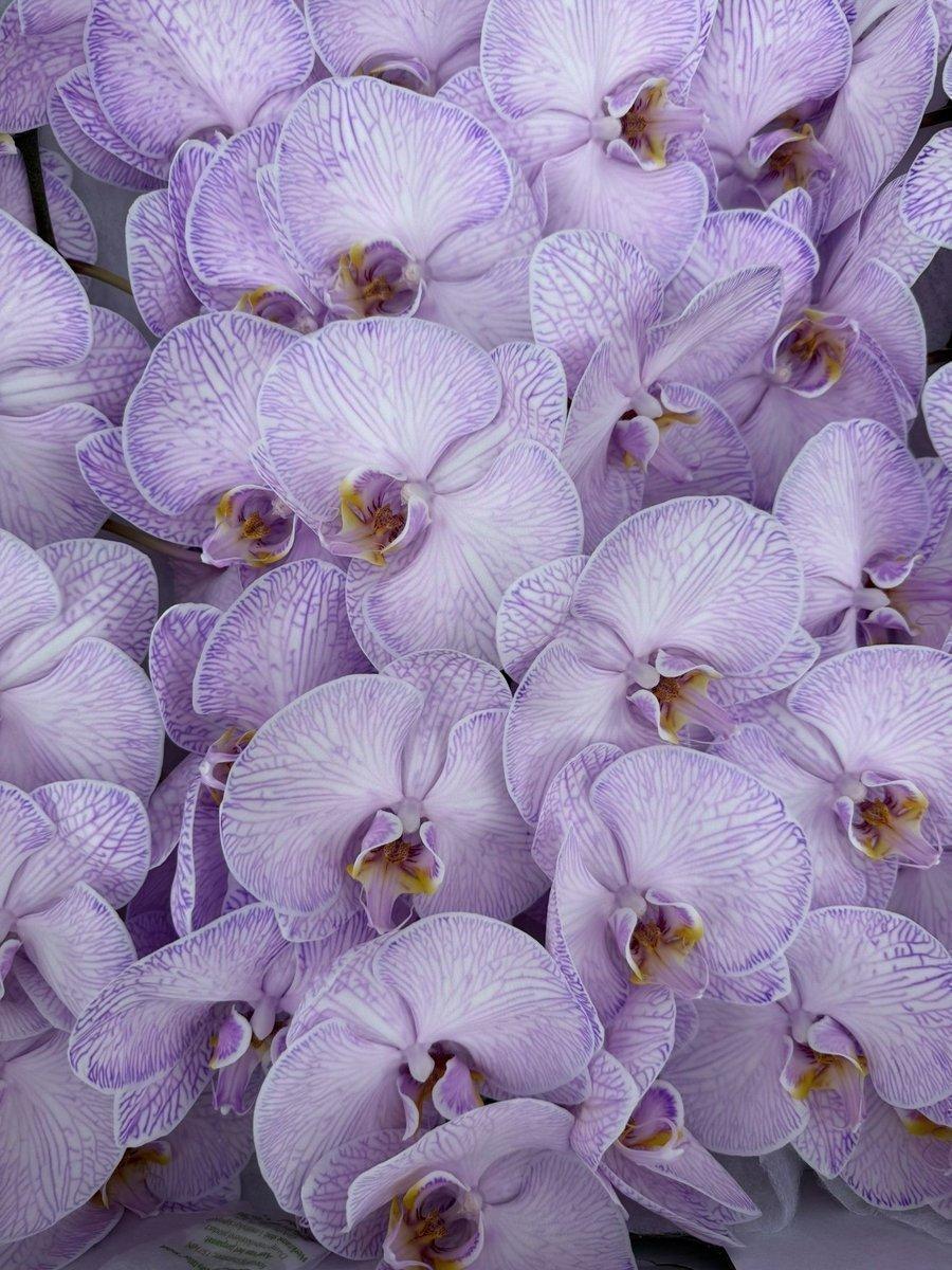 Срезанные цветы оптом Phalaenopsis paint violet от 10шт из Голландии с доставкой по России