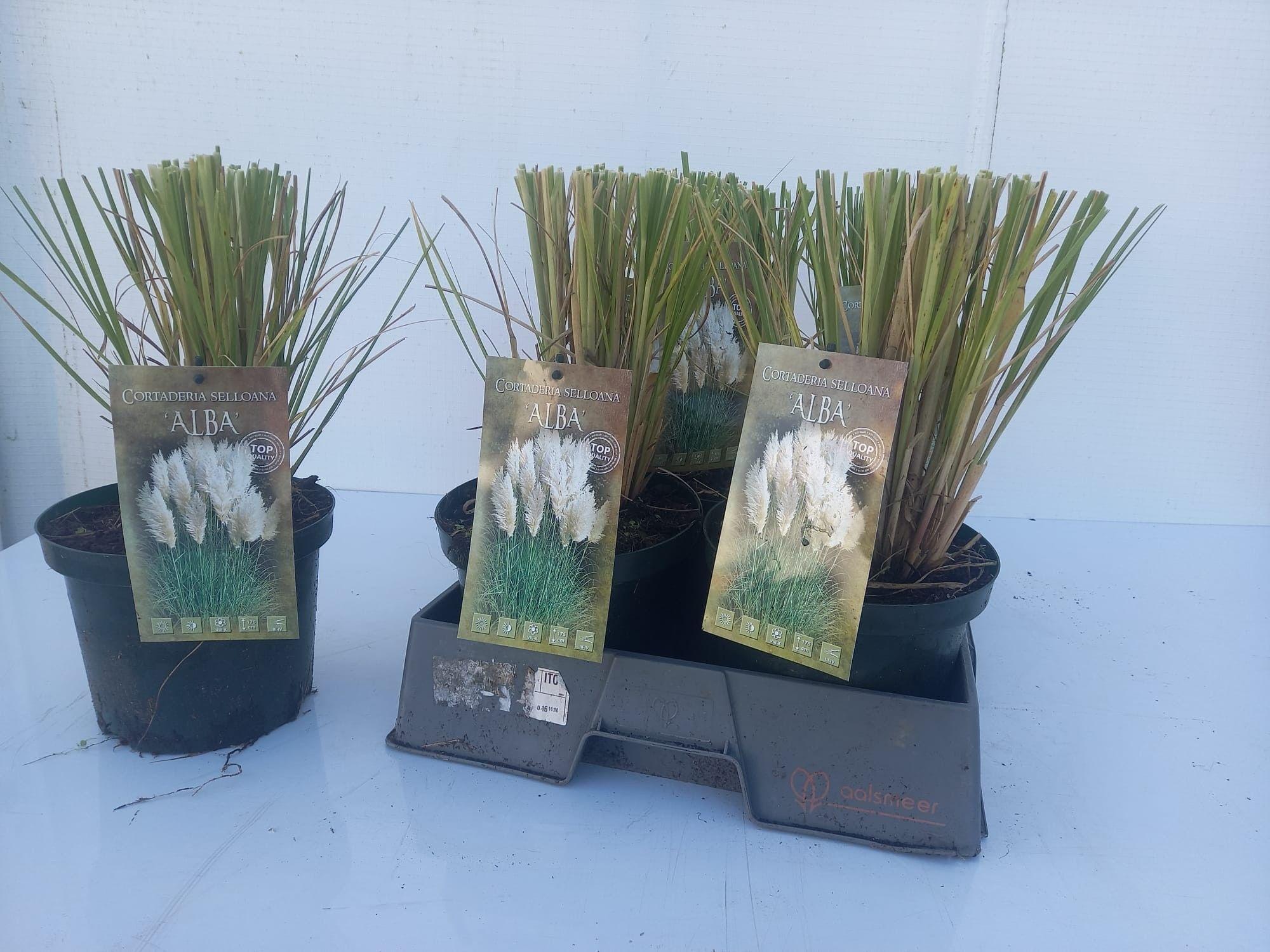 Горшечные цветы и растения оптом Corta Selloana от 5шт из Голландии с доставкой по России