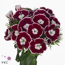 Срезанные цветы оптом Dianthus br king от 50шт из Голландии с доставкой по России