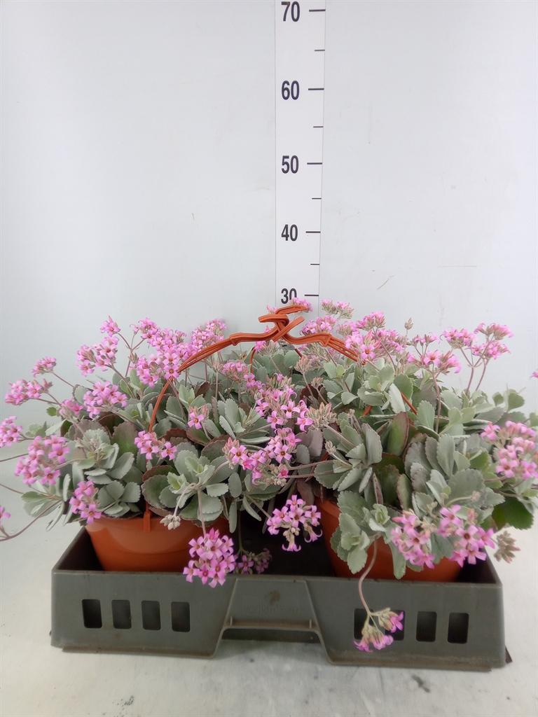 Горшечные цветы и растения оптом Kalanchoe Nf Pumila от 3шт из Голландии с доставкой по России