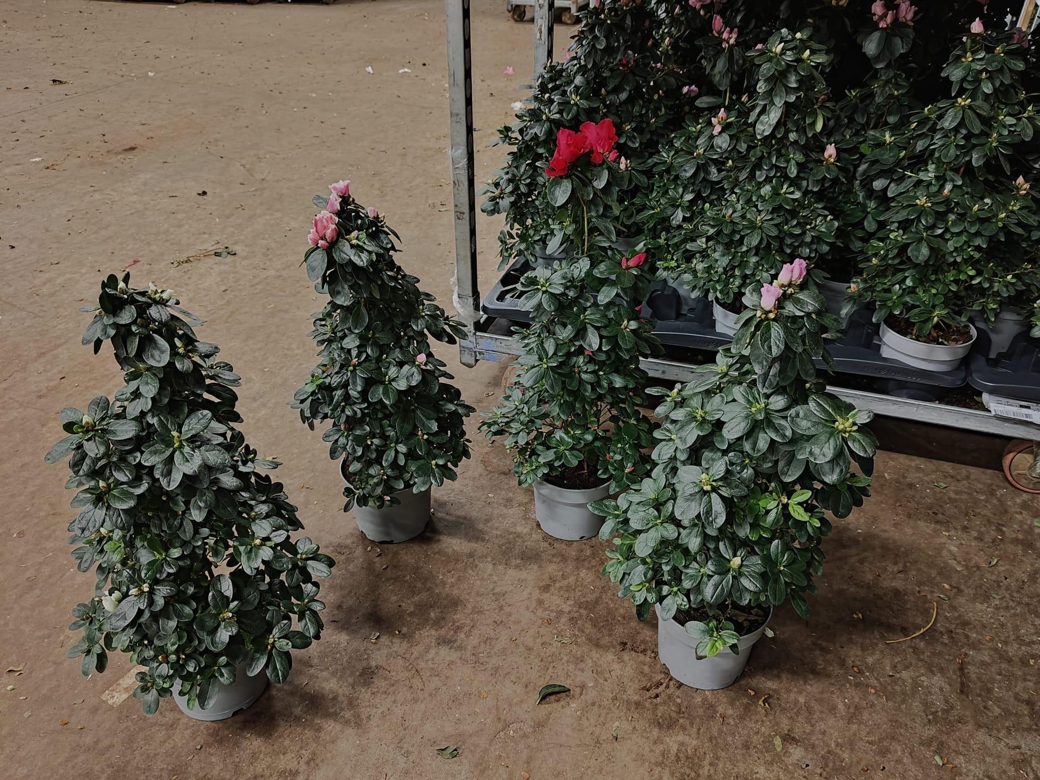 Горшечные цветы и растения оптом Rhododendron Simsii от 6шт из Голландии с доставкой по России