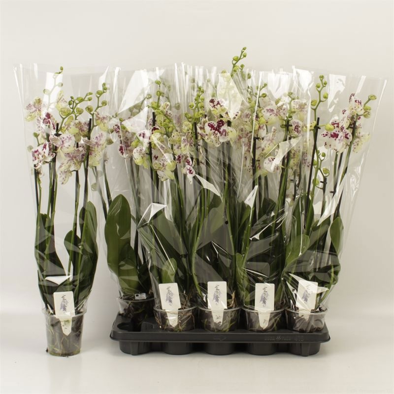 Горшечные цветы и растения оптом Phal An Marrakesh от 10шт из Голландии с доставкой по России