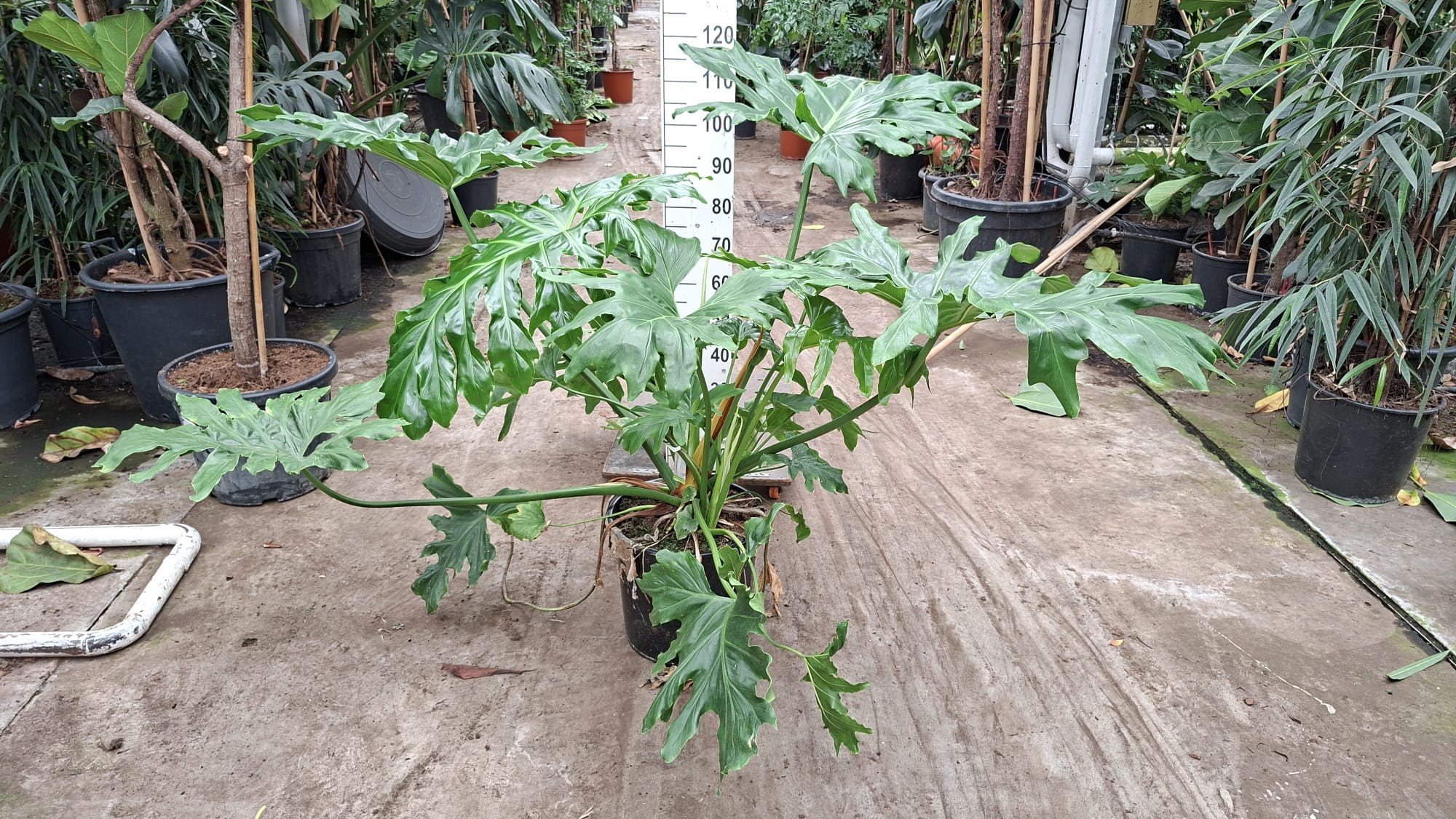 Горшечные цветы и растения оптом Philodendron Selloum Xxl от 1шт из Голландии с доставкой по России