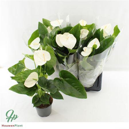 Горшечные цветы и растения оптом Anthu An Alaska 4-5+++ от 6шт из Голландии с доставкой по России