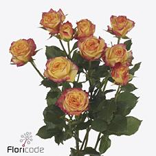 Срезанные цветы оптом Rosa spray land of fire от 30шт из Голландии с доставкой по России