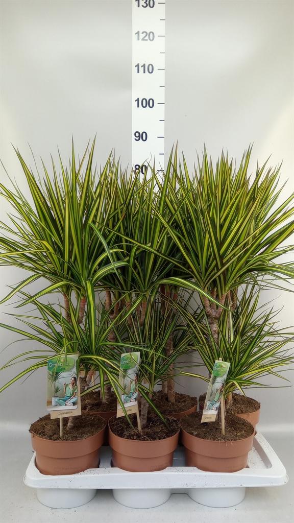 Горшечные цветы и растения оптом Dracaena Marg. sunray от 6шт из Голландии с доставкой по России